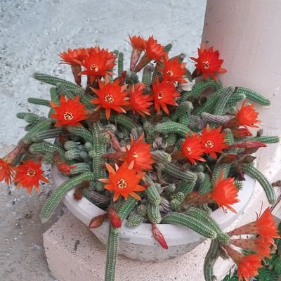 DonnaBe15052484's profile picture. Christian Republican conservative Love my family my country, Married.
Love animals. 🐕 Dogs my favorite. Vote Red to Save America. In God we trust