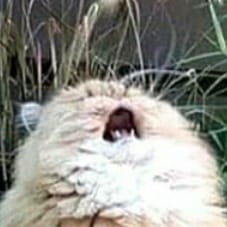 thecat105o's profile picture. they/them