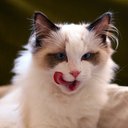 Tommy Yang - @Tom_Yang93 - Twitter