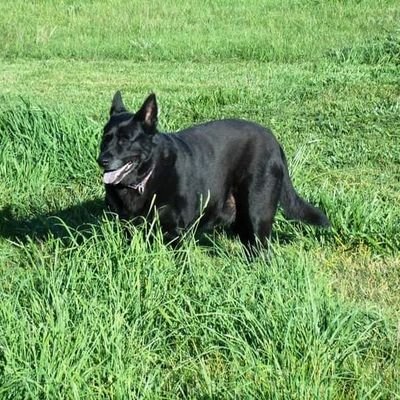 $2 PWE or $7 BMWT USA shipping.
email: Ruger4439@yahoo.com
Tweet @RugerDogForever
payments: https://t.co/Wmc8lrIFjm
theBay handle: wildbowhunter*