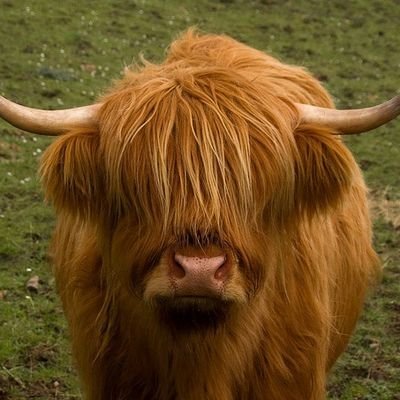 highland_mooow Profile Picture