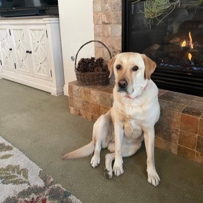 CarlMedearis's profile image