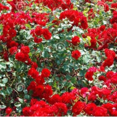 braynvanessa22's profile picture. If given the mandate I will rule the world