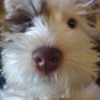 Rich Guajardo (@hookem_96) 's Twitter Profile Photo