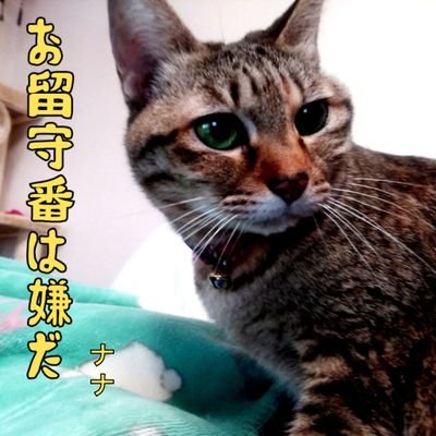 スイーツコンシェルジュ会員で和菓子好き/犬猫好き。最近は愛猫ナナがメイン #猫好きさんと繋がりたい /他に筋トレ、音楽、工作などなど、基本的に多趣味/何を歌っても声が水木一郎さん/JavaScript、HTML5、PHP等の知識あり。仕事でExcel VBAを少々/サブアカ( @MTMuscle1 )