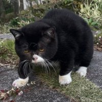 もんたの日常 (@montanonichijo) 's Twitter Profile
