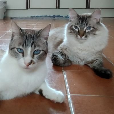 • Two beautiful cats from Brazil 🇧🇷 • Sharing pictures of their life ❤ • Now members of the #Hedgewatch team 🌳