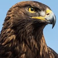 Golden_Eagle___ Profile Picture