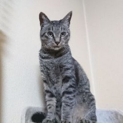 v1PIFdJ1qotieDW's profile picture. People are castles, people are stone walls, people are moats, kindness is a friend, and enemies are enemies
革素材色々あります。