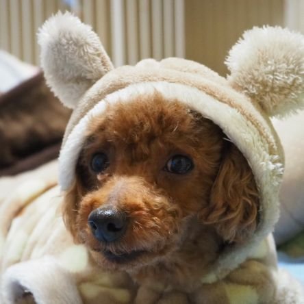 maki_plum's profile picture. ソンジェオンリー♥  👀🔑歴11年 ☆:*:☆これからもスパノバと－TOMONI－☆
よろしくお願いします^^
和歌山Milky☆No.9