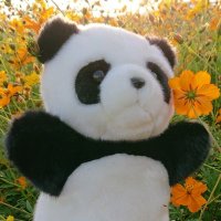 pandasan (@pandasa98974641) 's Twitter Profile