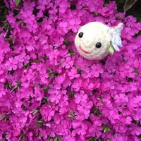 あいく (@dpc_aik) 's Twitter Profile