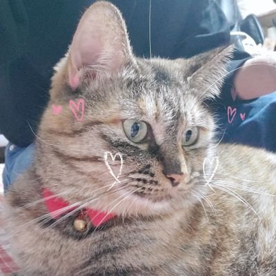 猫と暮らしてます。
猫優先な生活です😂
無言フォロー失礼しますm(*_ _)m
いいねが度々消える謎の現象にて、何度もいいねすることお許しください
🙏💦💦
フォロー・いいね・リプいつもありがとうございます💕
感謝❤感謝です🥰
好きな物 ネコ🐱ひげだん🎵ミセス🎵韓ドラ📺2PM❤Hottest