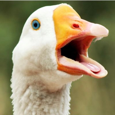 zedtee3's profile picture. Don’t mind me, just taking potshots here.