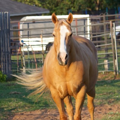 HorseWonderDog Profile Picture