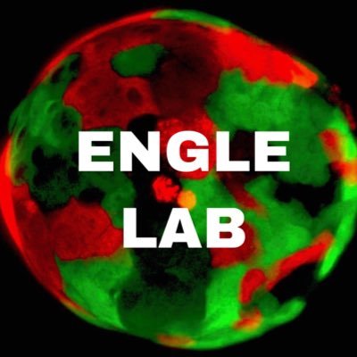 The Engle Lab @salkinstitute focuses on the development of early detection methods and treatment of pancreatic cancer using organoids and mouse models
