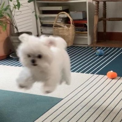 eh_wfl's profile picture. (関関同立 私大 文系)