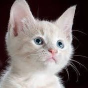 kkkate (@20272028cat) 's Twitter Profile Photo kkkate (@20272028cat) 's Twitter Profile Photo