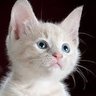20272028cat's profile picture. independent freedom lover, cat.