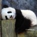 Nan Li (@linan138) Twitter profile photo Nan Li (@linan138) Twitter profile photo