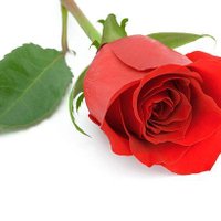 Suat. Kilic (@suatkil55141742) Twitter profile photo