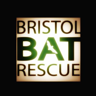 Bristol Bat Rescue is Kiri Green and Stewart Rowden. Bat carers since 2011, we set up BBR in 2018 after being Avon Bat Care and running Avon Bat Group.