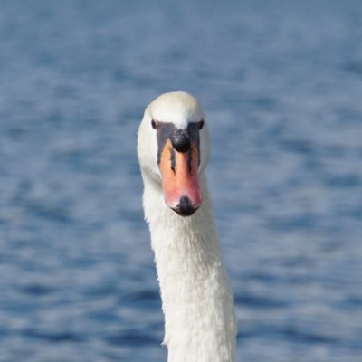 ぽっぽさんのプロフィール画像