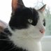 Meow Machine (@meowmachine0) Twitter profile photo Meow Machine (@meowmachine0) Twitter profile photo