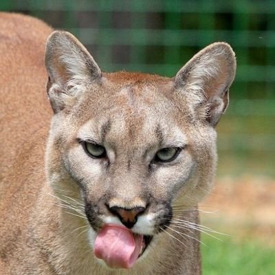 Q7eam's profile picture. CARO BABBO NATALE VORREI IL RINNOVO DI LEAO.❤️🖤❤️🖤