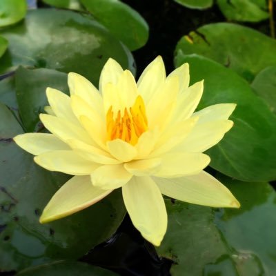 voranaree's profile picture. 