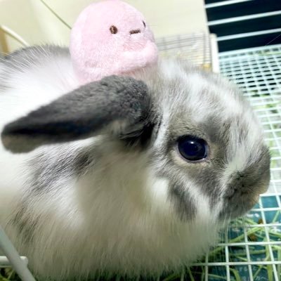 𝕙𝕚𝕟𝕒𝕥𝕒さんのプロフィール画像
