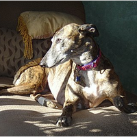 erin servillo (@erinservillo) 's Twitter Profile Photo