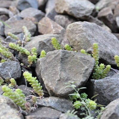 mizu_binn_mokei's profile picture. 怪しい鉄道模型を作っています。不定期更新だと思います。鉄道模型のアカウントさんはフォローバックしマス。最後に、無言フォロー失礼します。