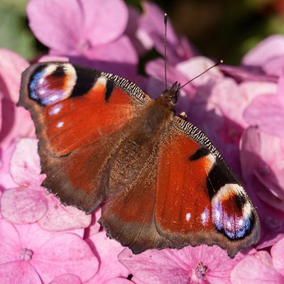 A community hub for nature in Girton. Share your sightings, photos & questions about wildlife here. #WildGirton
Blue Tit/Peacock Photos: © https://t.co/xKvO3q4CEP