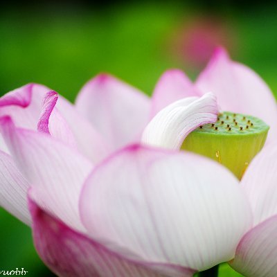 写真は、わたしが撮影した作品です。
写真・本文の無断使用禁止。

趣味：#写真/#photo/#読書/＃絵を描く/#独学/#勉強/#音楽/#ラジオ/#散歩/#花/#自然/#旅/#ボランティア/＃神社仏閣めぐり