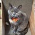 ねこねこ (@15jfmigata) Twitter profile photo ねこねこ (@15jfmigata) Twitter profile photo