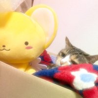 まいかる(@maikarursan) 's Twitter Profile Photo