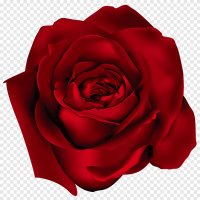 نقش الكلمات (@nmsoufi) 's Twitter Profile