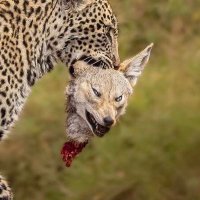 bladelores (@djrafaelhunter) 's Twitter Profile