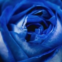 Blue Roses (@blueroses2018) 's Twitter Profile