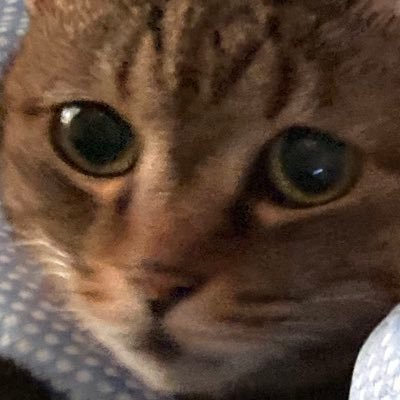 おんどれわれ