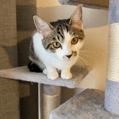 haku2426's profile picture. 0歳息子と妻、2匹の保護猫（むぎ＆まめ）と暮らすパパ。  
初めての出産立ち会いで父になりました。  
リアルな育児の葛藤・学び・幸せを発信しています。  
🍼最新note「出産立ち会いで感じたこと」👇