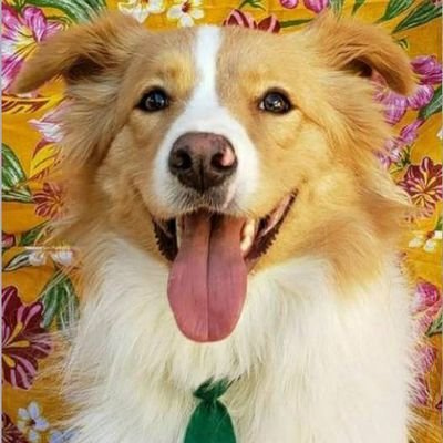 Apolo is a 3 years old ginger and white Collie missing since 14th of December from a kennel in Milltownpass, Co. Westmeath. 2,000 euros reward! Call 0896180257.