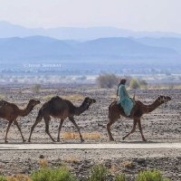 Noman Baloch| نعمان بلوچ (@nomanbahar2) 's Twitter Profile