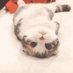 威威猫 (@weiweimao14) Twitter profile photo 威威猫 (@weiweimao14) Twitter profile photo