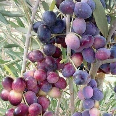 Ma32859305Jamil's profile picture. Bright life