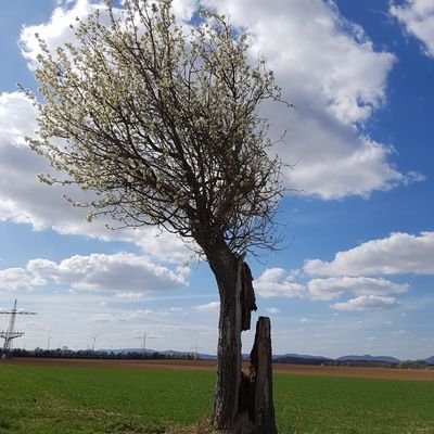 theratwhoreads's profile picture. Frühaufsteherin, Bücherwurm, immer zwischen Idealismus und Kita-Alltag;