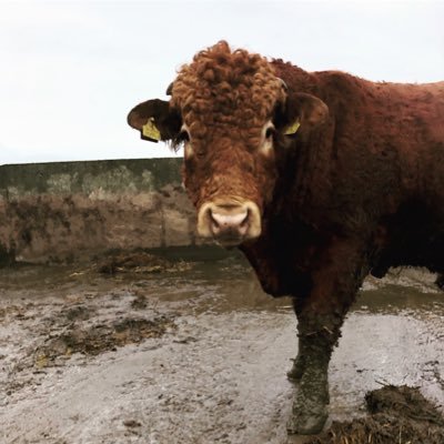 Beef farm based in west cork 🐮, Instagram - Irish_livestock, promoting women in agriculture 👩‍💼