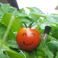 ワラ太郎 (@pokoland55) Twitter profile photo