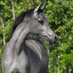 KLM (@horse1234566666) Twitter profile photo KLM (@horse1234566666) Twitter profile photo